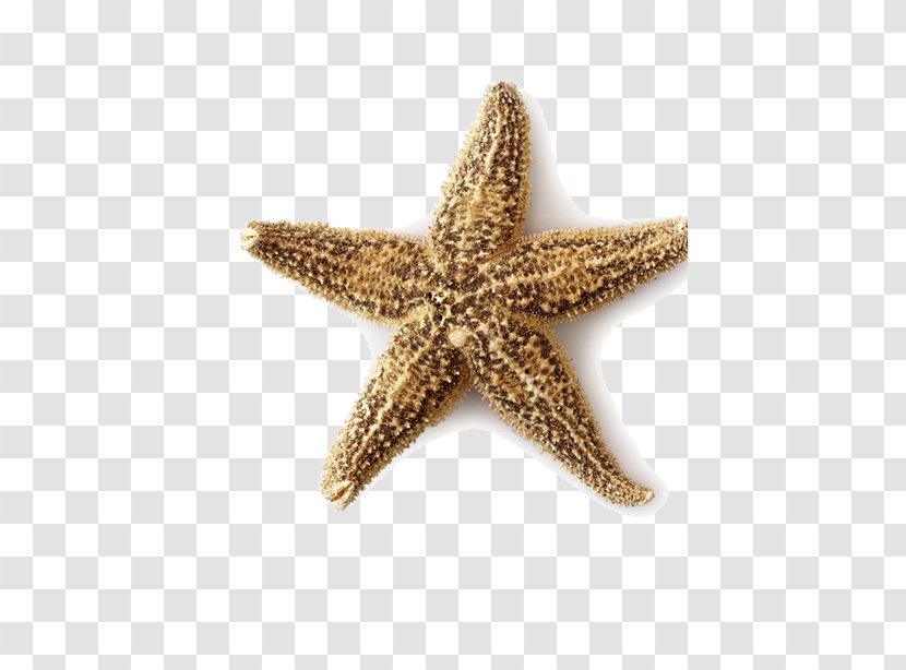 Starfish Seashell Beach Ocean - Creative Transparent PNG