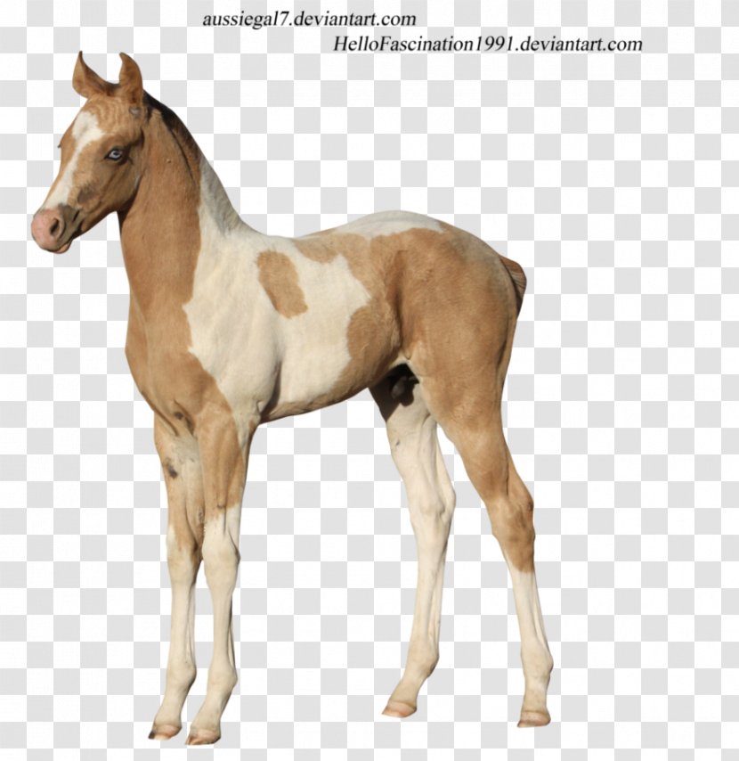 Colt Foal American Paint Horse Stallion Mare - Mane - Mustang Transparent PNG