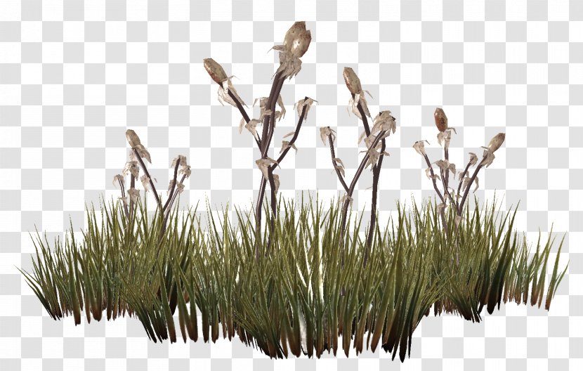 The Elder Scrolls V: Skyrim Lawn Plants Grasses - Plant - OT Transparent PNG