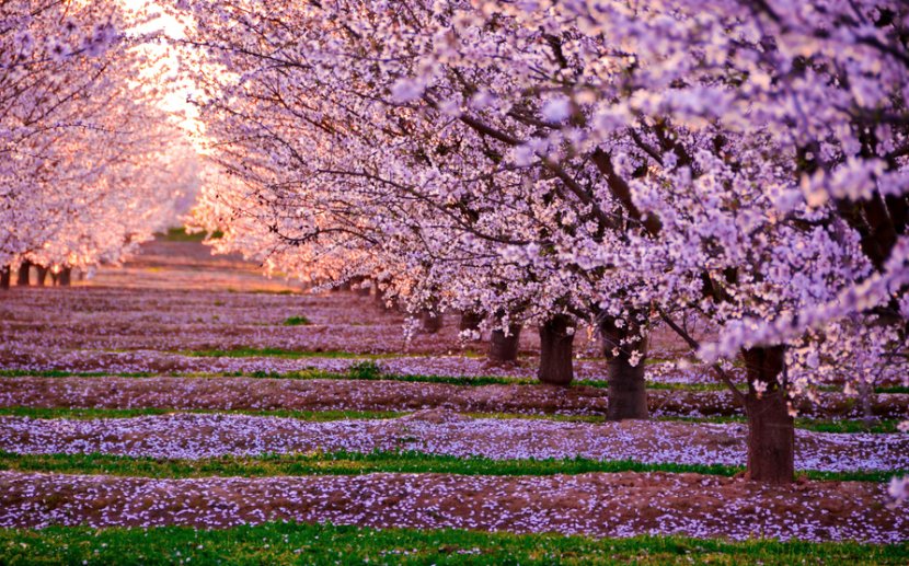 Japan National Cherry Blossom Festival - Purple Transparent PNG