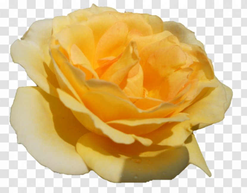 Garden Roses Cabbage Rose Floribunda Cut Flowers Petal - Darshan Transparent PNG