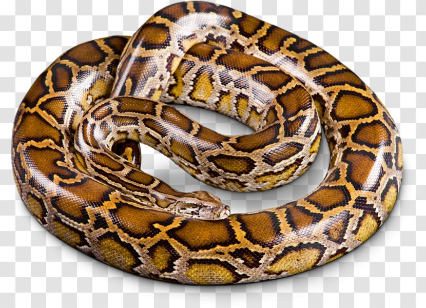 Boa Constrictor Snakes Burmese Python Molurus Hognose Snake - Tigerpython Transparent PNG