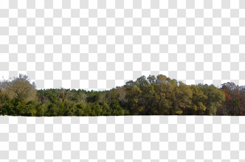 Tree Line Forest Desktop Wallpaper - Hill Transparent PNG
