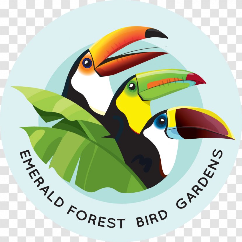 Emerald Forest Bird Gardens Beak Aracari Animal - Piciformes - Toucan Transparent PNG