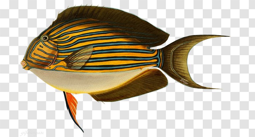 Fishing Baits & Lures Striped Surgeonfish Surf - 19th Century Transparent PNG