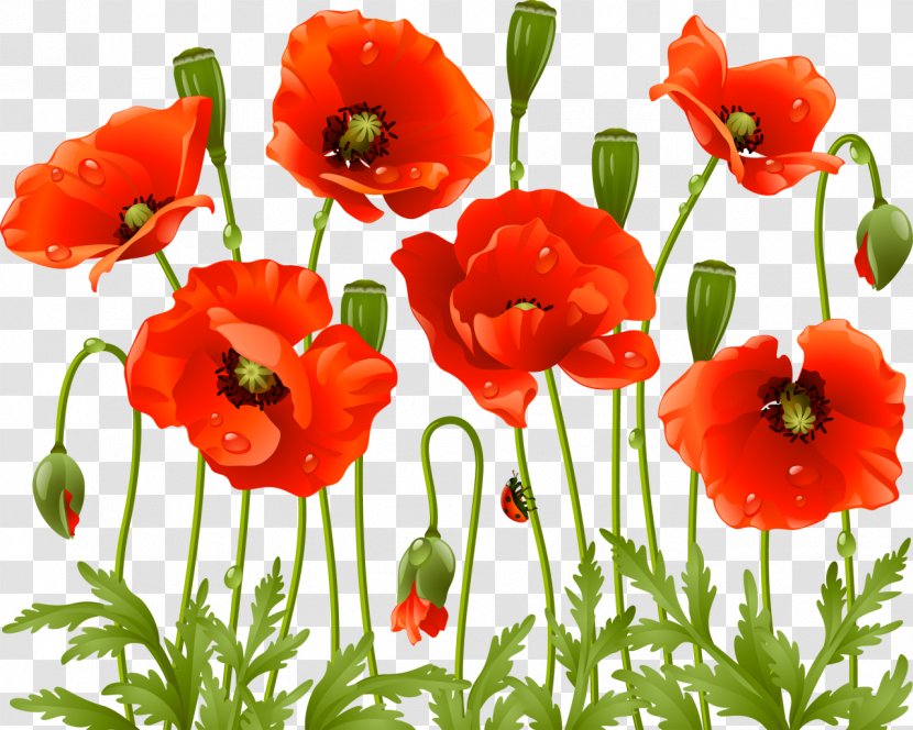 Common Poppy Flower Clip Art - Plant Transparent PNG