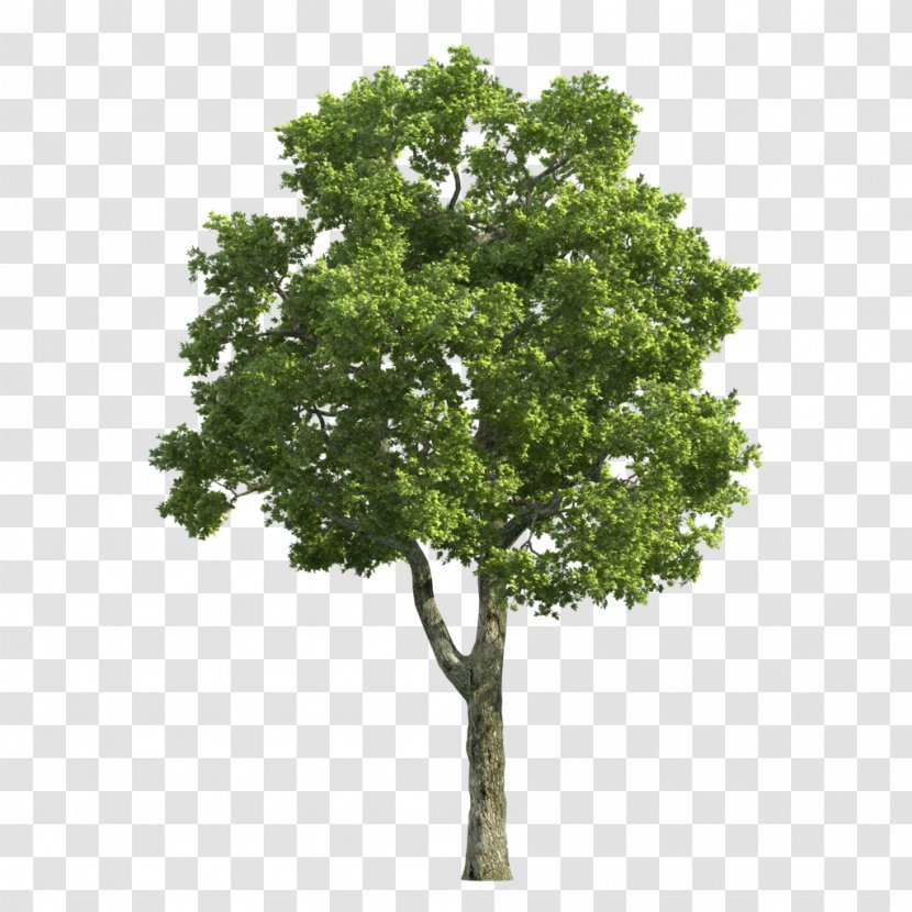 Tree Stock Photography Desktop Wallpaper Juglans Dawn Redwood - Royaltyfree - Trees Transparent PNG