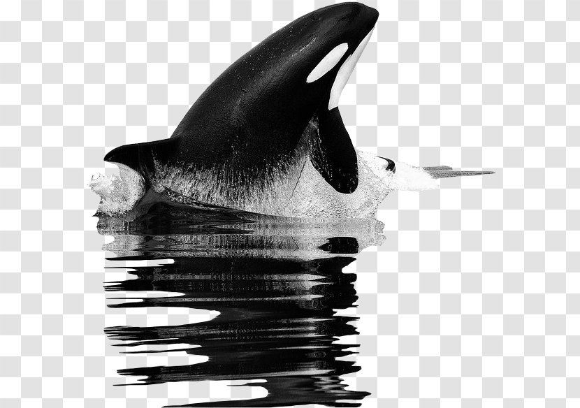 Killer Whale Tilikum United States Food Chain Transparent PNG