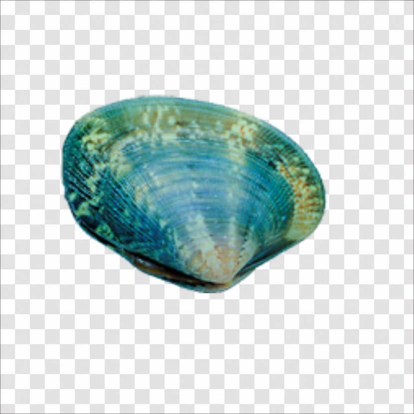 Seafood Seashell Shellfish - Sea - Seashells Transparent PNG