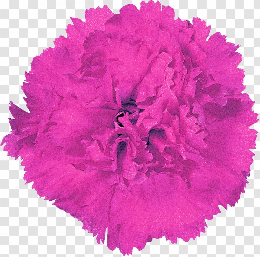 Paper Pom-pom Gift .be .de - Be - CARNATION Transparent PNG