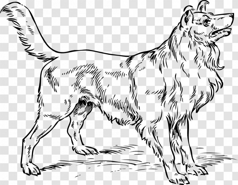 Rough Collie Longdog Border Puppy Clip Art - Dog Transparent PNG