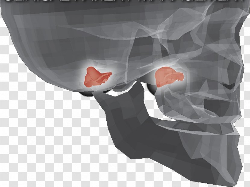 Temporomandibular Joint Functionele Anatomie Anatomy Ligament - Mandibular Nerve - Laskine Transparent PNG