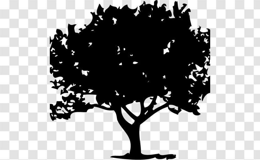 Tree Deciduous Drawing - Marketplace Transparent PNG