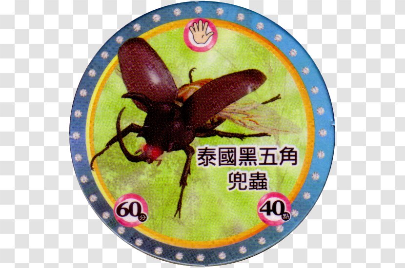 Mushiking: The King Of Beetles Japanese Rhinoceros Beetle Eupatorus Gracilicornis Stag - Insect - Bailey Transparent PNG