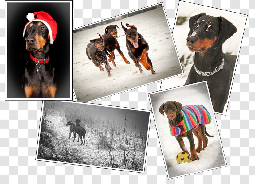 Dog Breed Snout Collage Transparent PNG