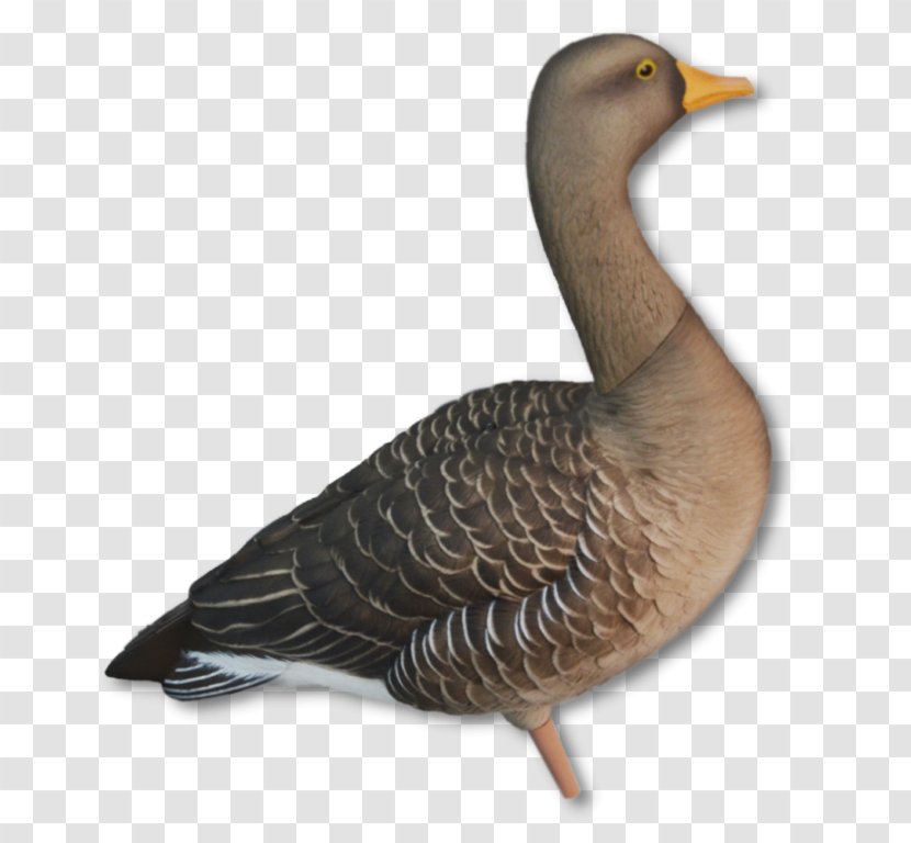 Mallard Duck Greylag Goose Dangate - Livestock Transparent PNG