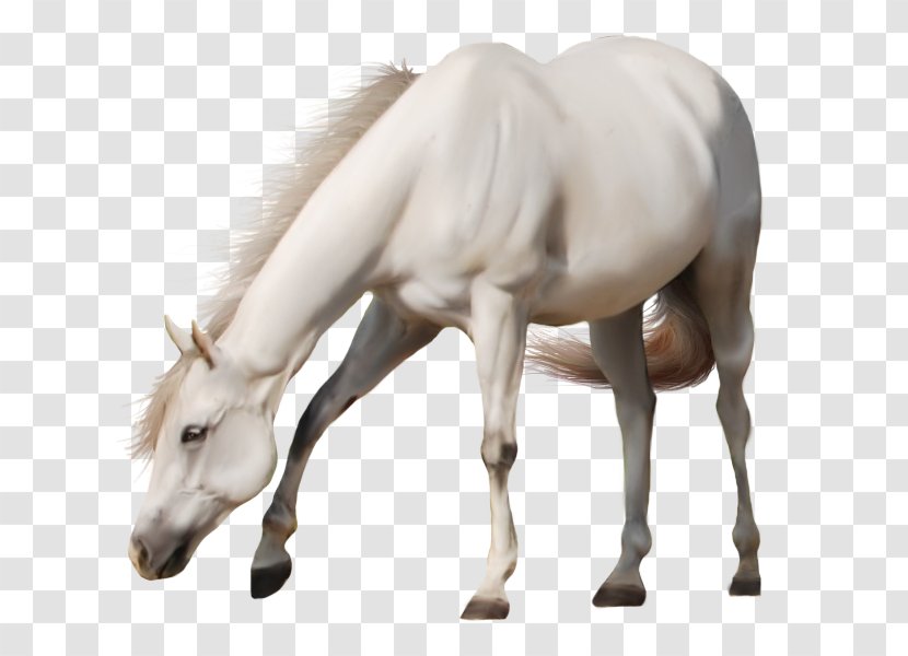 Horse Stallion - White Image Transparent PNG