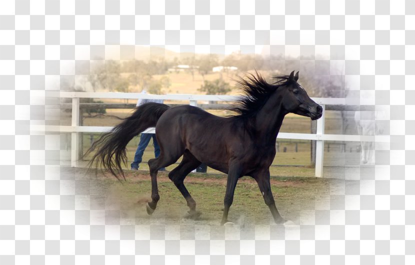 Stallion Mustang Foal Colt Mare - Mane Transparent PNG