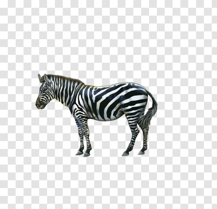 Zebra Icon - Black Transparent PNG