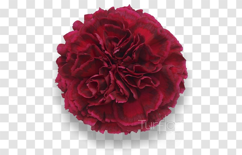 Carnation Garden Roses Cut Flowers Red - Rose Order - Burgundy Transparent PNG