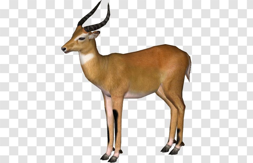 Zoo Tycoon 2 Waterbuck Impala Kob Antelope - Springbok - 3d Dog Transparent PNG