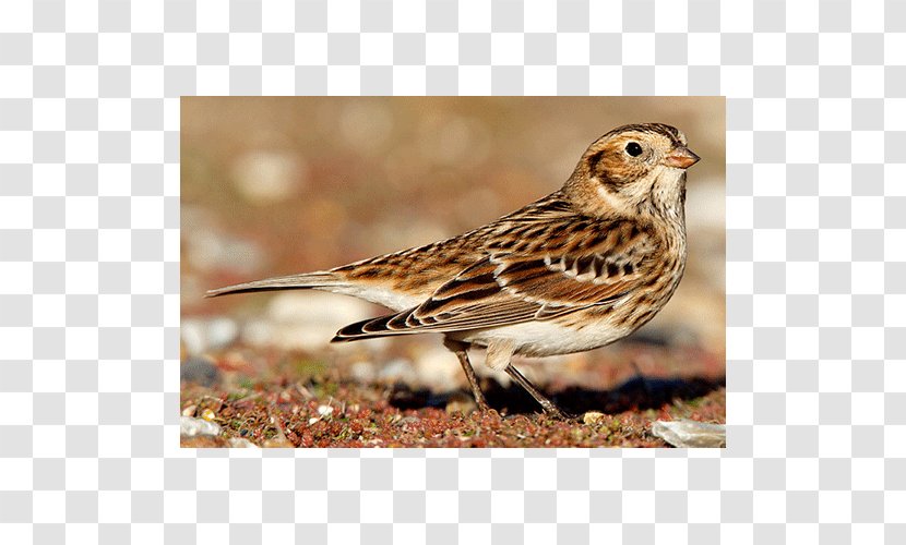 House Sparrow Ortolan Bunting Brambling Finch Transparent PNG