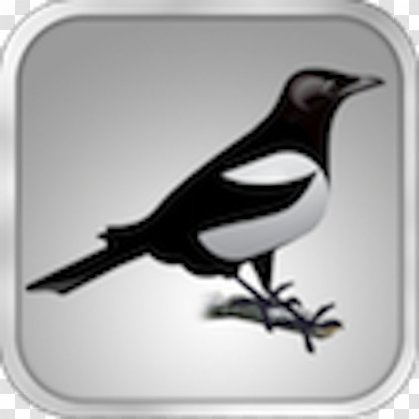 Eurasian Magpie White Beak - Crow Like Bird Transparent PNG