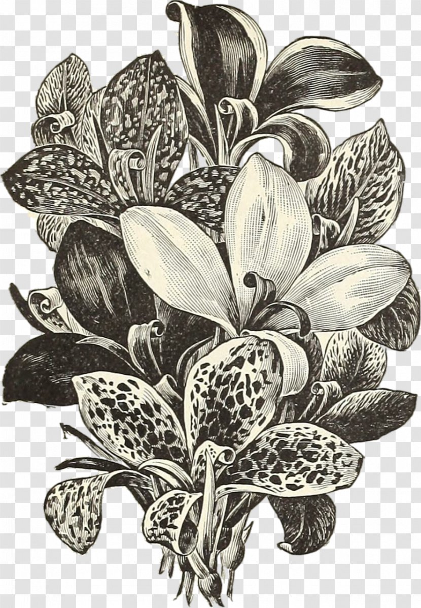 Flower Bouquet Beige Drawing - Botanical Illustration Transparent PNG