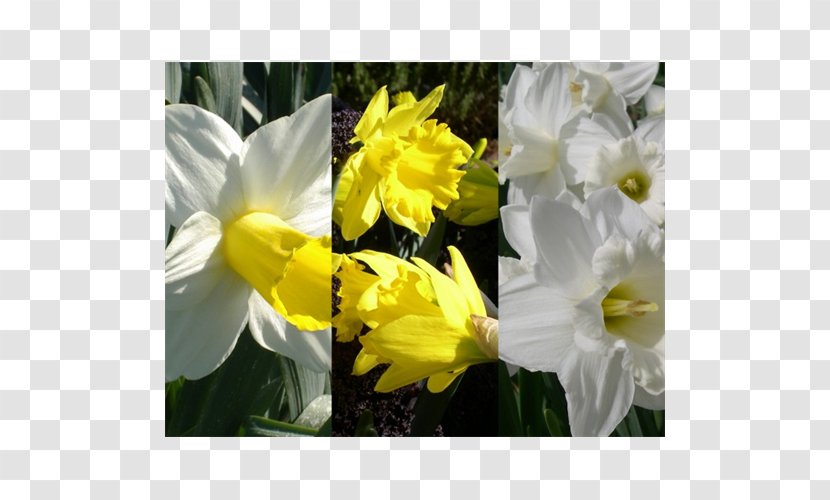 Narcissus Daisy Family Herbaceous Plant Common - Peruvian Lily Transparent PNG