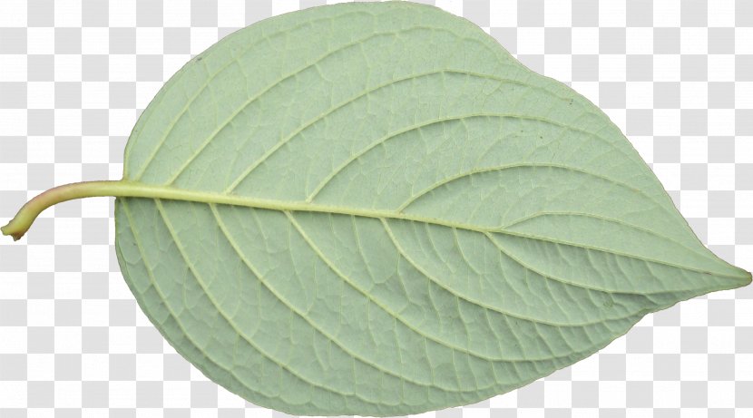 Leaf - Plant Transparent PNG