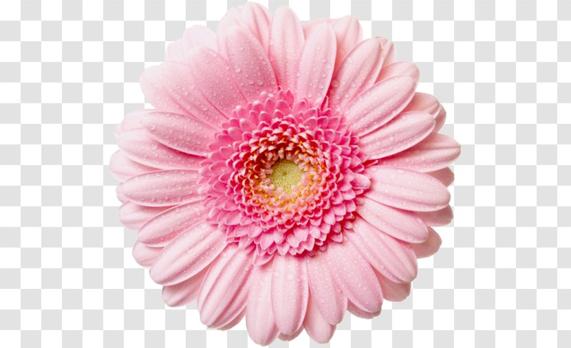 Flower Common Daisy Clip Art Transparent PNG
