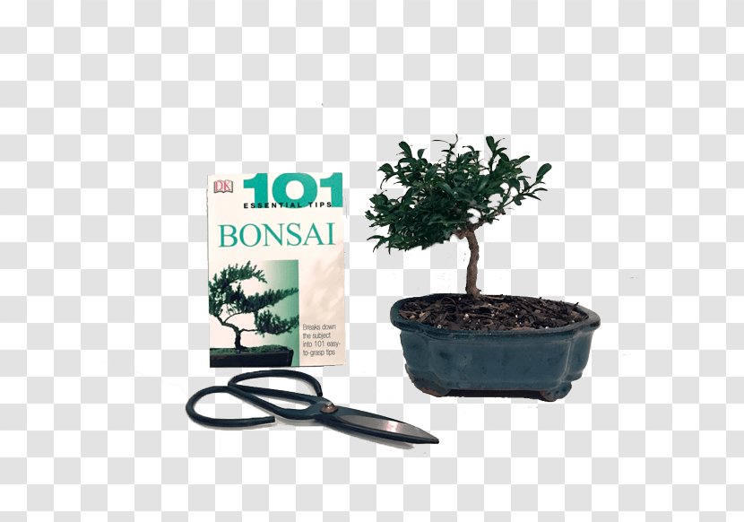 Sageretia Theezans 101 Essential Tips Bonsai Flowerpot Bonsai: Transparent PNG