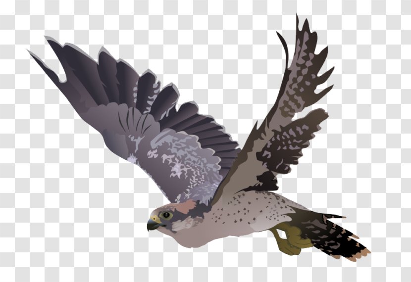 Falcon Clip Art - Wing Transparent PNG