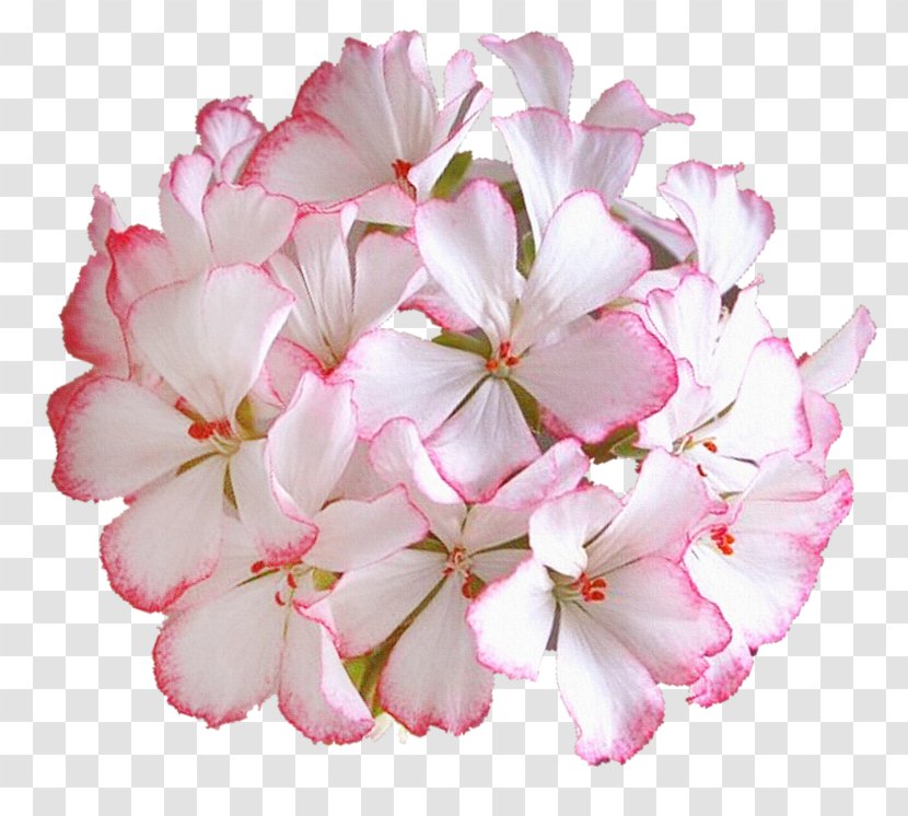Cut Flowers Photography Petal - Stau150 Minvuncnr Ad - Flower Transparent PNG