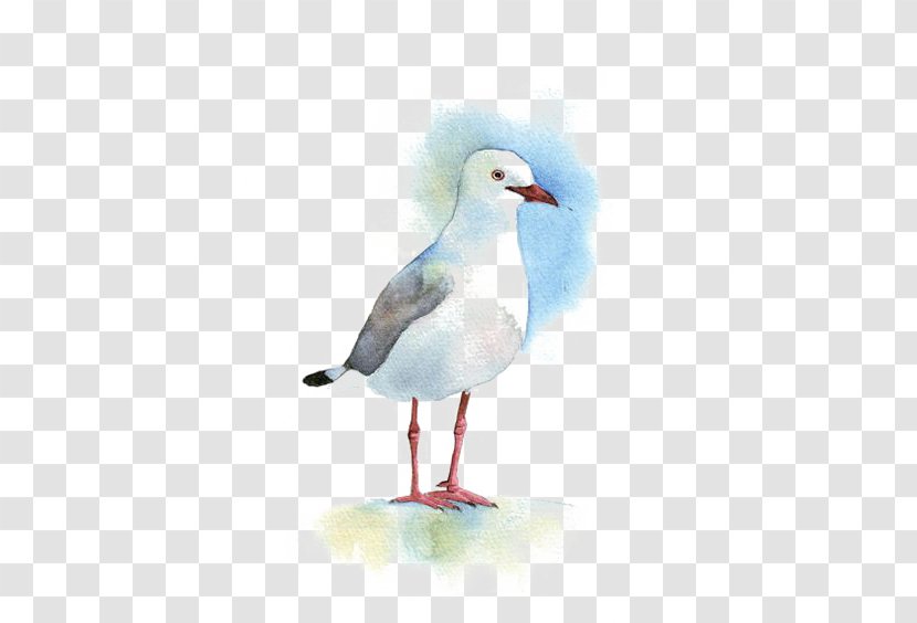Gulls Bird Watercolor Painting Drawing - Oil Paint - Pigeon Transparent PNG