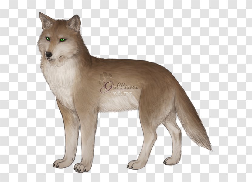 Saarloos Wolfdog Red Fox Coyote Thylacine 3D Computer Graphics - Terrestrial Animal - Shea Transparent PNG