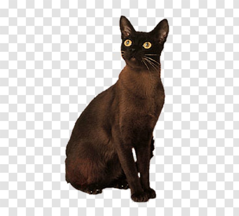 Bombay Cat Korat German Rex Domestic Short-haired Black - Short Haired - Brown Transparent PNG