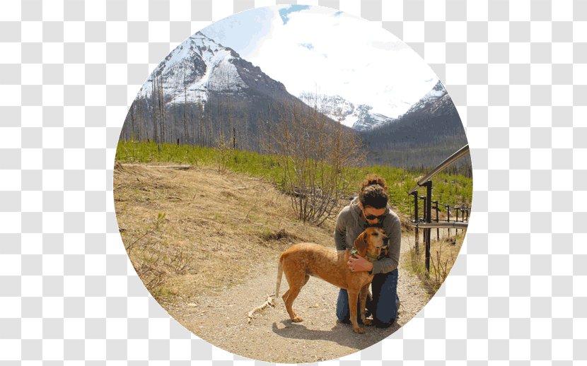 Dog National Park Tourism Transparent PNG