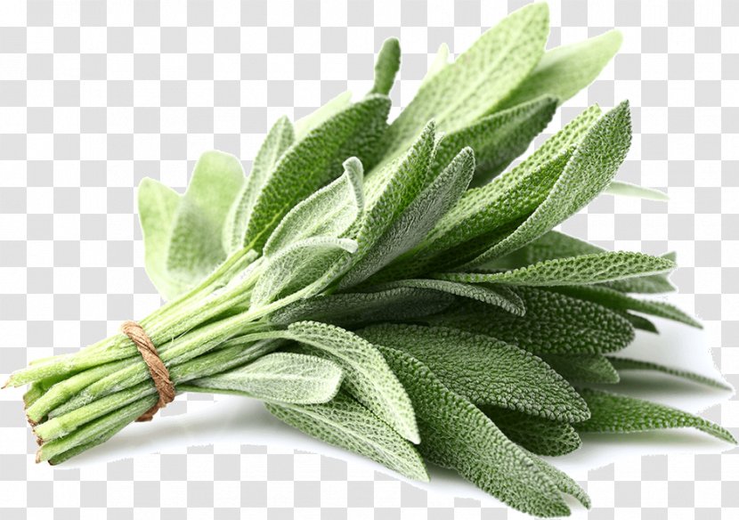 Common Sage Herb Plant Parsley Spice Transparent PNG