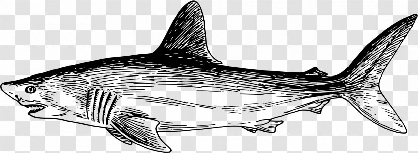 Tiger Shark Squaliform Sharks Marine Mammal Biology - Cartilaginous Fish - Predatory Transparent PNG