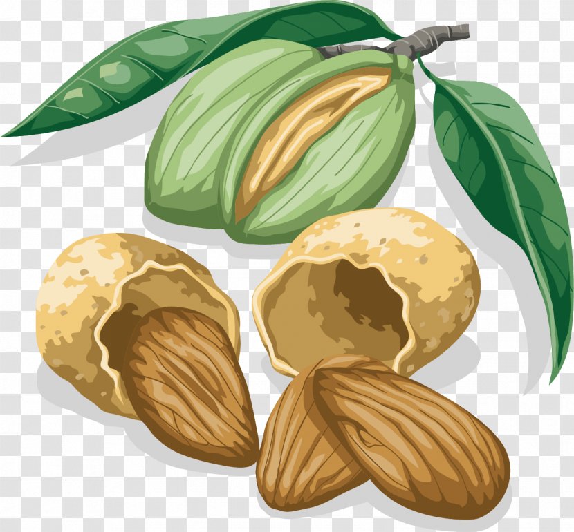 Walnut Almond - Vector Transparent PNG