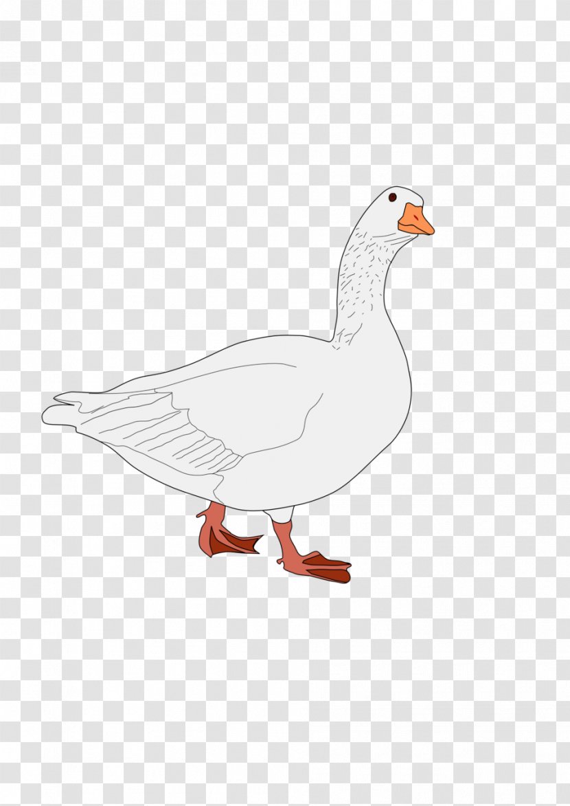 Bird Domestic Duck Goose Cygnini - Poultry Transparent PNG
