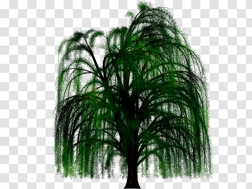 Palm Trees - Green - Plant Transparent PNG
