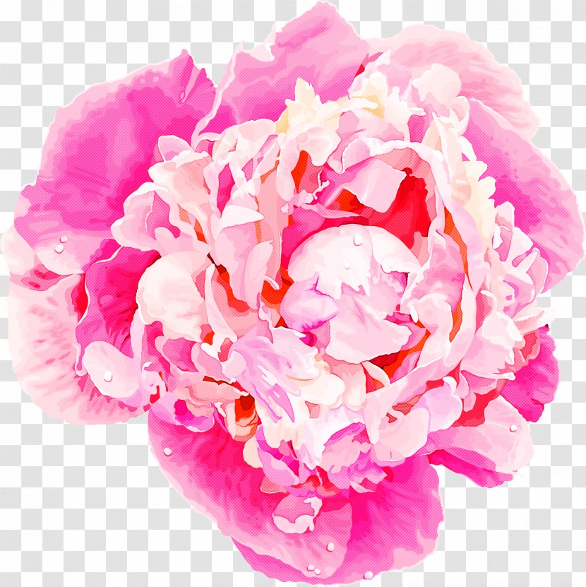 Flower Pink Petal Cut Flowers Common Peony - Flowering Plant - Chinese Transparent PNG
