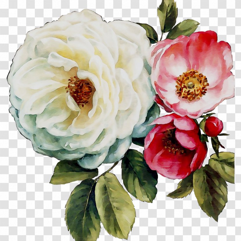 Garden Roses Cabbage Rose Floribunda Floral Design Flower - Family Transparent PNG