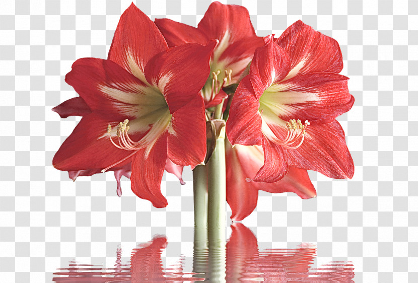 Flower Bouquet Transparent PNG