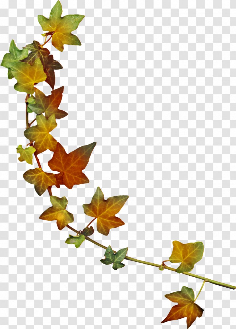 Maple Leaf Autumn - Polyvore - Green Leaves Transparent PNG