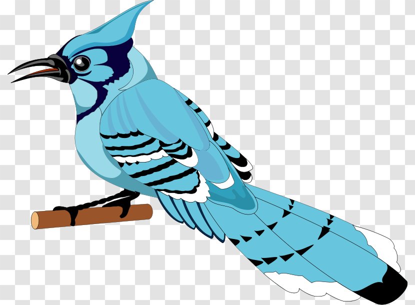 Toronto Blue Jays Bird Clip Art - Fauna - Free Vector Transparent PNG