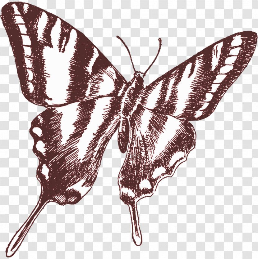 Butterfly Drawing Clip Art - Monarch Transparent PNG