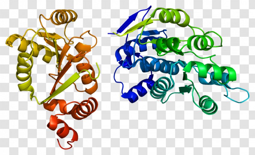 DDX3X Helicase DDX3Y DEAD Box Gene - X Chromosome - Nucleic Acid Sequence Transparent PNG